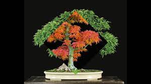The japanese maple bonsai should be repotted every two years. Shishigashira Japanese Maple In April Youtube