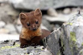 Adorable Pine Marten Wolverine Animal Baby Animals Cute Animals