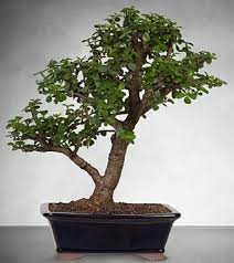 Pin On Bonsai
