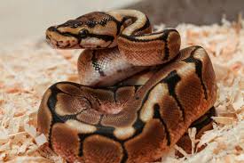 26 Types Of Ball Python Morphs And Colors Complete Breeding
