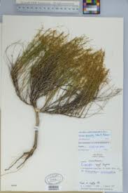 Image result for Cuscuta abyssinica