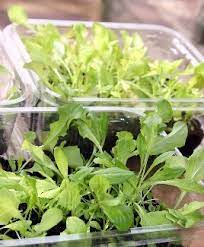 Flat, fairly shallow containers with good drainage are ideal. Grow A Quick Crop Of Lettuce Indoors Mother Earth News