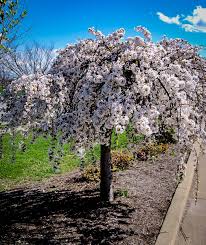 Plant a few of these trees and you'll have a lush living fence in just a few years. Snow Fountains Weeping Cherry Trees For Sale The Tree Center