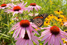 Check spelling or type a new query. Beautiful Summer Flower Companions Gardening Tips With J Parker S