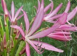 Image result for Brunsvigia radulosa