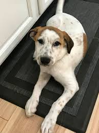 Fabulous FINN and I went #windowshopping in beautiful #CooperstownNY this  morning. Can you name the great shops & attractions we visited? FINN is an  11 month old Australian Cattle Dog Mix that