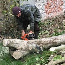 This Morning Dorsetburner Helped Move This Beast Of A Holly Tree An Amazingly Hard Dense Wood Which Stays Its Natural White Colour Holly Tree Wood Instagram