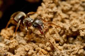 Image result for Why Worker Ants Huddle Close Together With Soldier Ant In Corner Of Plastic Envelope?