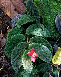 Image result for Begoniaceae