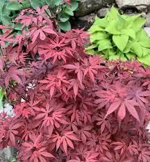 The japanese maple tree, scientifically known as acer palmatum, features a graceful, spreading shape and brilliant. Acer Palmatum Royale Japanese Maple Topiary Gardens
