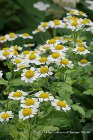 Golden Feverfew