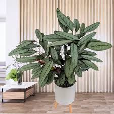 Image result for Ktenante Ctenanthe