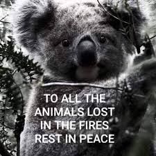 Pin By Nascienne On Feathers Fur Australia Animals Animals Koala Bear