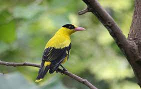 Download 7 Mp3 Suara Kepodang Emas Pilihan Hobi Burung