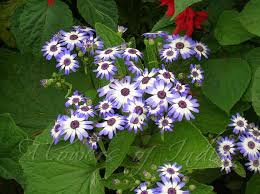 Image result for Cineraria