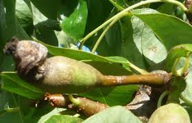 Prevent Identify And Treat Pear Tree Pests And Diseases In The Uk