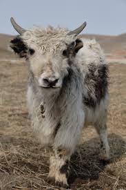 Image result for yak