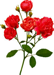 سكرابز أوراق أشجار روعة للتصميم سكرابز ورود للتصميم جميلة جدا Flowers Rose Plants