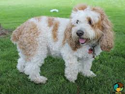 Measuring your dog + measure around the base of your dog's neck, checking the tape measure is not too tight by leaving space for two fingers. Cockapoo Dog Breed Ukpets