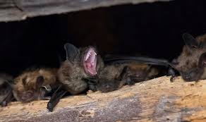 Some even find themselves on the wrong side of pet ownership laws in some species of bats are federally protected animals. Here S How To Create A Healthy Bat Habitat In Your Yard And Why You Should Forest Preserve District Of Will County