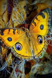 Amazing Butterfly Pictures Butterfly Photos Beautiful Butterflies