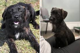 Tears As Dog Dumped With Bag of Food, Stays Beside It Until She's Found -  Newsweek
