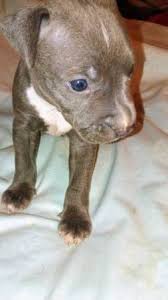 Looking for pitbull puppies for sale? American Pit Bull Terrier Puppies For Sale Manhattan Ny 226589