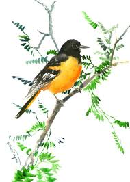 Birds That Look Like Baltimore Orioles Baltimore Oriole Bird Art Bird Painting Watercolor Birds Birds Painting Watercolor Bird Bird Art