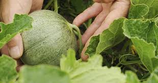 Melonen Im Gewachshaus Anbauen Melonen Anbauen Garten Gewachs
