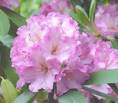 Plant Descriptions Rhododendron Plant Beautiful Pink Flowers Beautiful Flowers