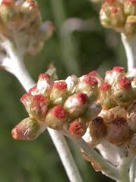 Image result for Pseudognaphalium luteo-album