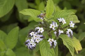 Image result for Heliotropium lineare