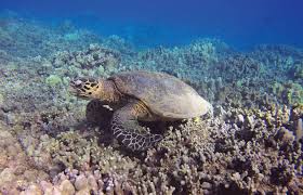 Honu, the green turtle snorkelers often see, and honu'ea, the endangered hawaiian hawksbill. Malama Mokupuni Caring For Our Island Environment Helping The Hawaiian Hawksbill Sea Turtle Using Photo Id