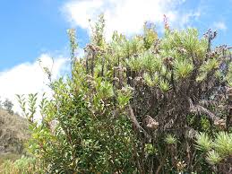 Image result for Vaccinium madagascariense