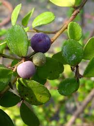 Image result for Myrsine africana