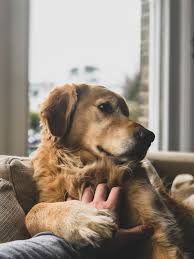 As i said, he is the best dog we have and will ever have! How To Make Their Life Better Bone Cancer In Dogs Pawt 4 Paws