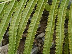 Image result for Cyclosorus striatus