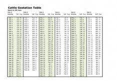 Cow Breeding Calender Dexter Cattle Gestational Chart Dexter Cattle Cattle Cattle Farming