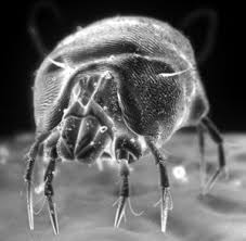 Image result for Dust mite