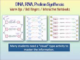 13 lab from dna to protein synthesis worksheet answers. Amy Brown Science Dna And Rna And Protein Synthesis Warm Ups Or Interactive Notebooks