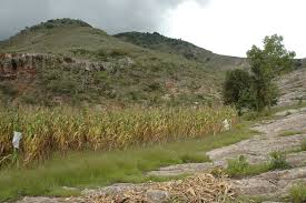 Image result for Digitaria ternata