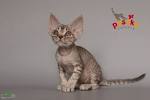 Devon Rex — Find Breeders and Devon Rex Kittens For Sale!