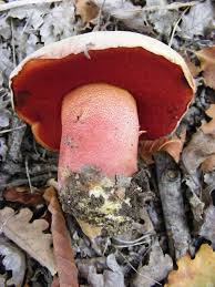 Image result for Sutorius eximius