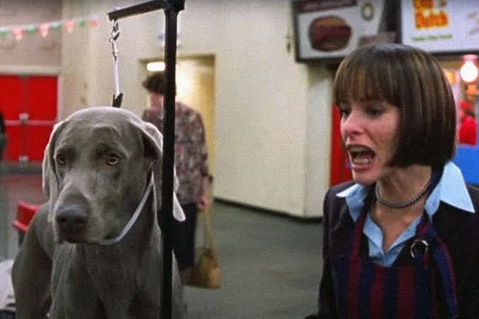 What Do Actual Dog Handlers Think of “Best in Show”? - InsideHook