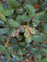 Please help!! New to caring for roses. What do I need to do? Any advice is  appreciated.