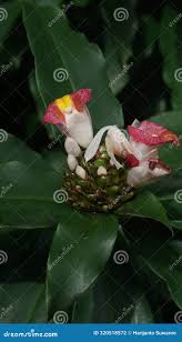 Image result for Costus lucanusianus