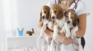 Ab wann und wie funktionieren urintests? Ein Wurf Welpen