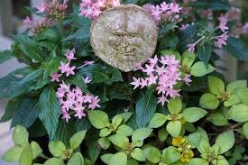 Image result for Lysimachia barbata