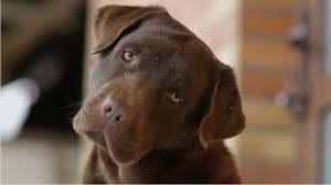 See full list on petcare.com.au How Old Is Your Dog In Human Years Forget The 7 Year Rule Study Says Kiro 7 News Seattle