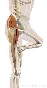 Pin By Roshanna Sabaratnam On Yoga Poses Bandha Yoga Yoga Anatomy Yoga
